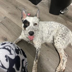 Meet your Posher, Jess